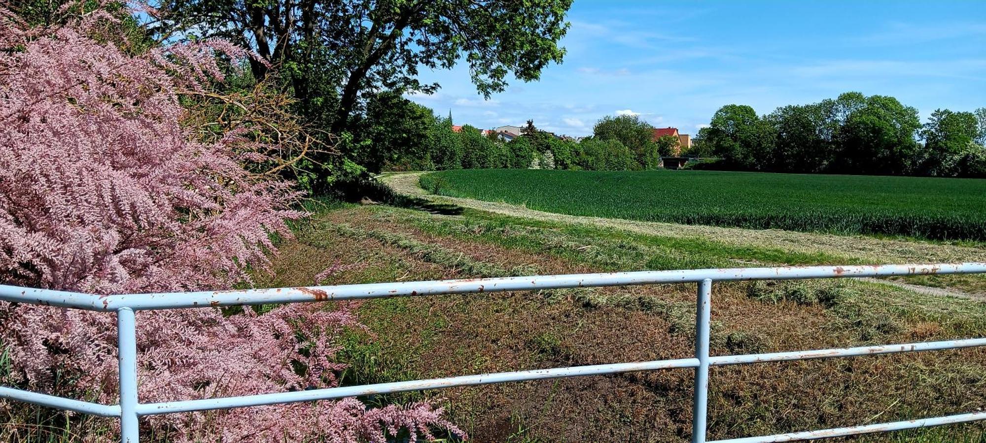 Fewo Am Grossen Bruch Oschersleben Bagian luar foto